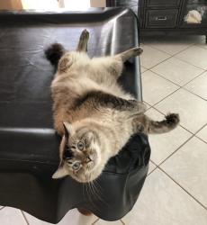 Lost Male Cat last seen Sample & Rock Island, Margate, FL 33063