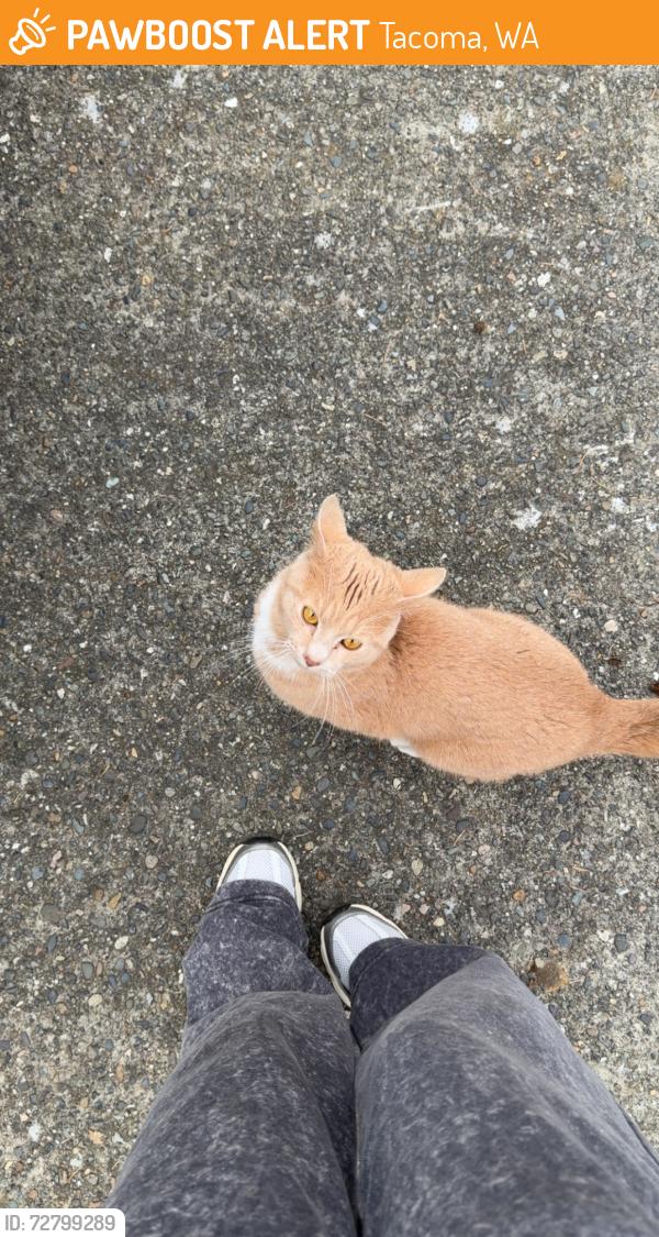 Found/Stray Male Cat last seen 12th and Trafton , Tacoma, WA 98405