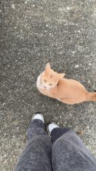 Found/Stray Male Cat last seen 12th and Trafton , Tacoma, WA 98405