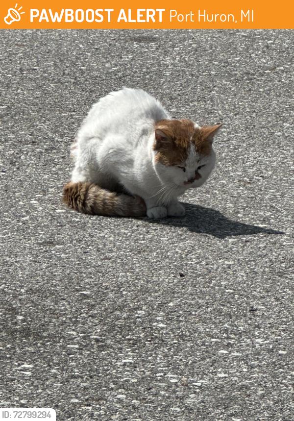 Surrendered Male Cat last seen Grant place& Thornhill Court. Taken to Animal Control in Port Huron on Griswold., Port Huron, MI 48060