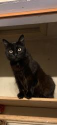 Lost Male Cat last seen Margaret St., San Jose, CA 95116