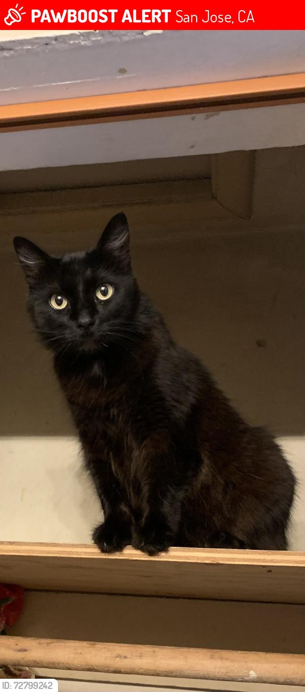 Lost Male Cat last seen Margaret St., San Jose, CA 95116