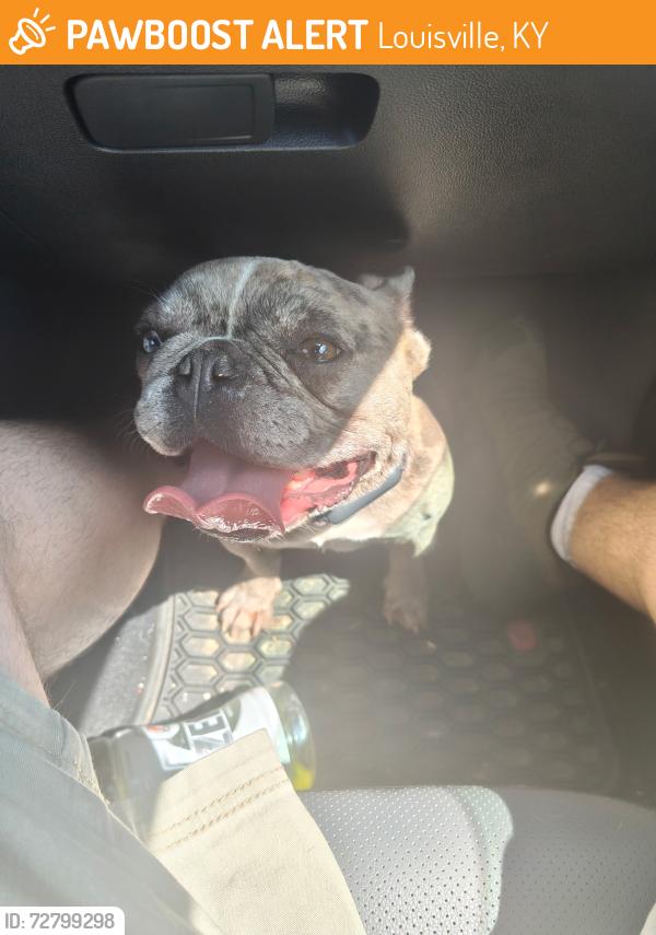 Found/Stray Unknown Dog last seen Cedar Creek Rd, Louisville, KY 40229