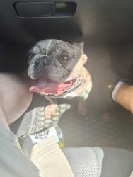 Found/Stray Unknown Dog last seen Cedar Creek Rd, Louisville, KY 40229