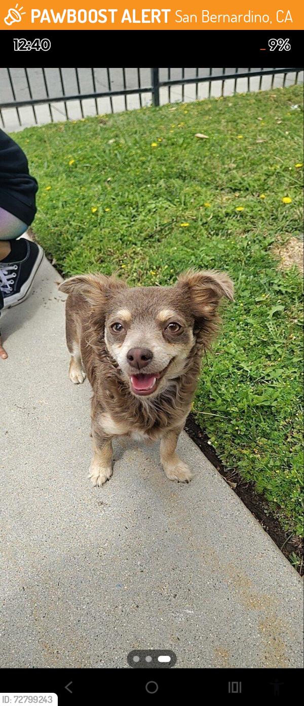 Found/Stray Female Dog last seen 46th and Pershing st., San Bernardino, CA 92407