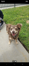 Found/Stray Female Dog last seen 46th and Pershing st., San Bernardino, CA 92407