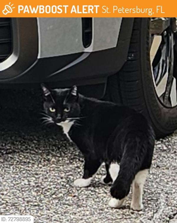 Found/Stray Unknown Cat last seen Alabama Ave and Shore Acres, St. Petersburg, FL 33701