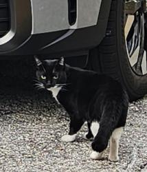 Found/Stray Unknown Cat last seen Alabama Ave and Shore Acres, St. Petersburg, FL 33701