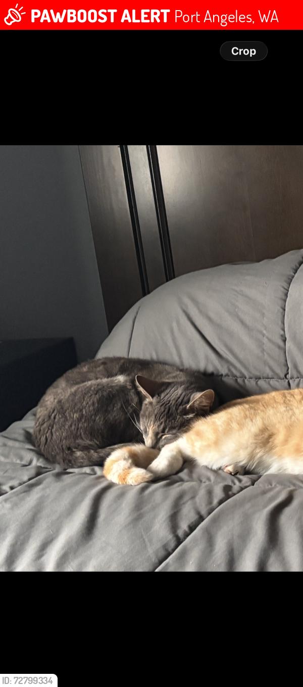 Lost Female Cat last seen Near Shane park and Stevens middle school , Port Angeles, WA 98363