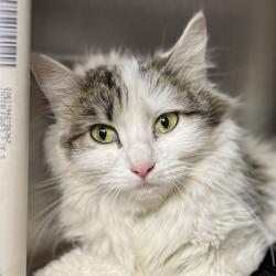 Shelter Stray Female Cat last seen , Palm Springs, CA 92264