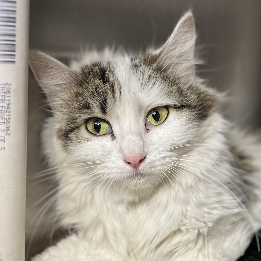 Shelter Stray Female Cat last seen , Palm Springs, CA 92264