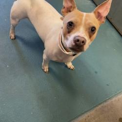 Shelter Stray Female Dog last seen , Memphis, TN 38133