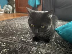 Lost Female Cat last seen North First Avenue and North Saint Joseph , Evansville, IN 47710