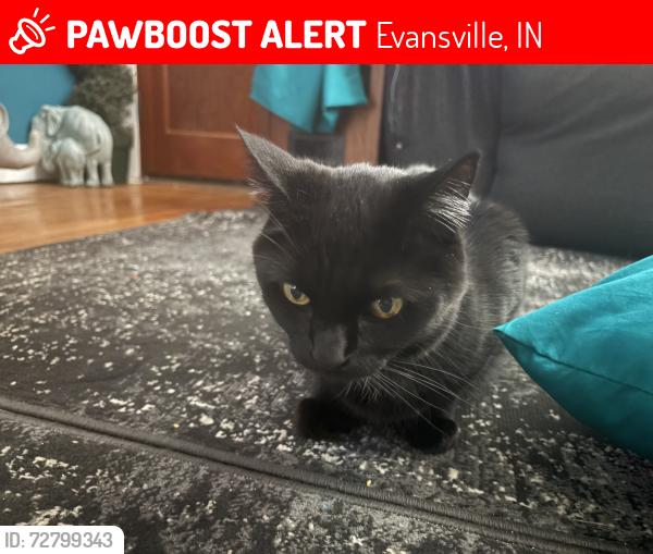 Lost Female Cat last seen North First Avenue and North Saint Joseph , Evansville, IN 47710