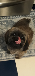 Lost Female Dog last seen arsenal/ 696 service drive, Warren, MI 48093