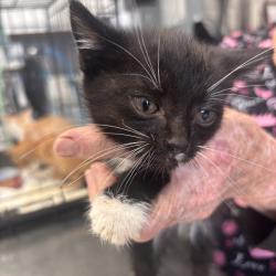 Shelter Stray Male Cat last seen , Lake City, FL 32055