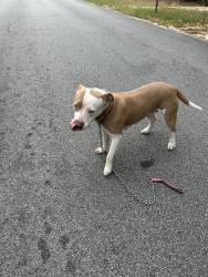 Found/Stray Female Dog last seen Roundup Valley subdivision-Hunter St, Point Baker, FL 32570