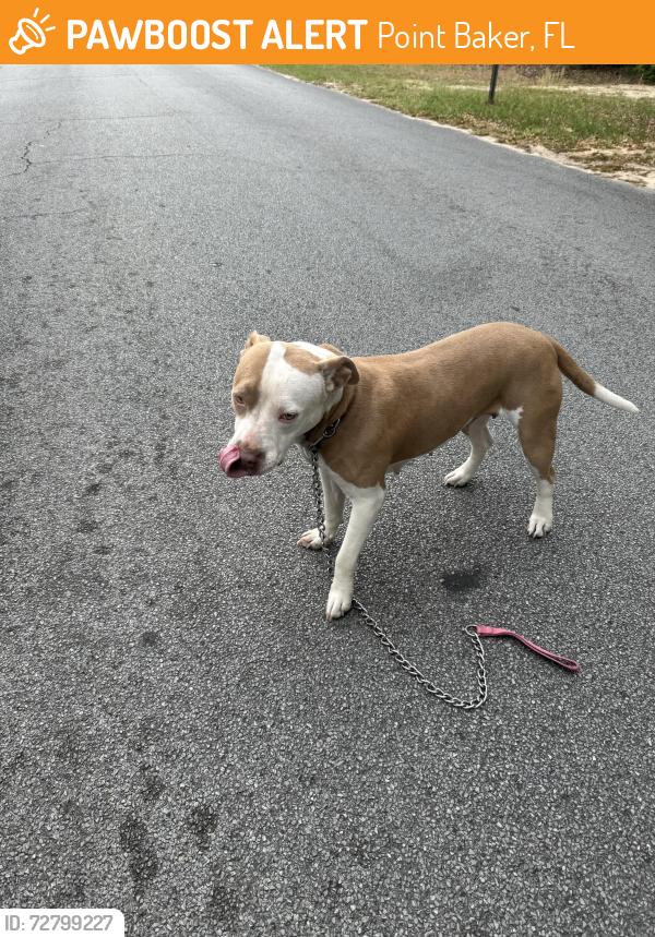 Found/Stray Female Dog last seen Roundup Valley subdivision-Hunter St, Point Baker, FL 32570