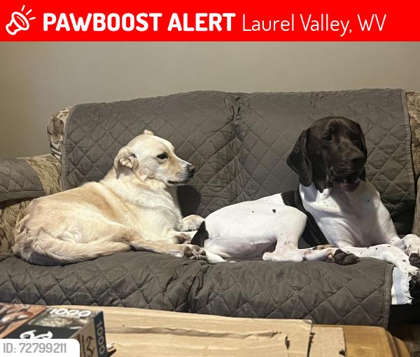 Lost Male Dog last seen Poplar street, Laurel Valley, WV 26301