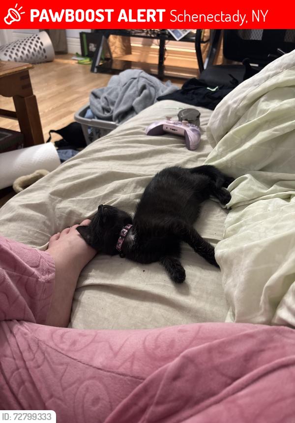 Lost Female Cat last seen Van Vranken Ave Nott St Lang st Seneca St , Schenectady, NY 12308