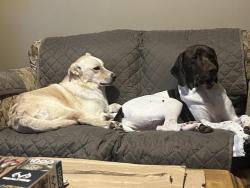 Lost Male Dog last seen Poplar street, Laurel Valley, WV 26301
