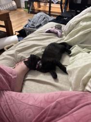 Lost Female Cat last seen Van Vranken Ave Nott St Lang st Seneca St , Schenectady, NY 12308