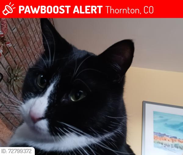 Lost Male Cat last seen 88th & Washington, Thornton, CO 80229