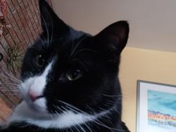 Lost Male Cat last seen 88th & Washington, Thornton, CO 80229