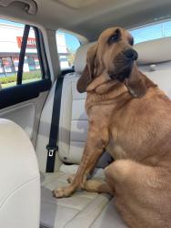 Found/Stray Female Dog last seen Sunset Ridge Rd and Winnetka Ave, Glenview, IL 60093