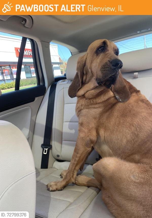 Found/Stray Female Dog last seen Sunset Ridge Rd and Winnetka Ave, Glenview, IL 60093