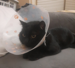 Lost Male Cat last seen Near Flint Crescent, Whitby, ON L1R 1J8