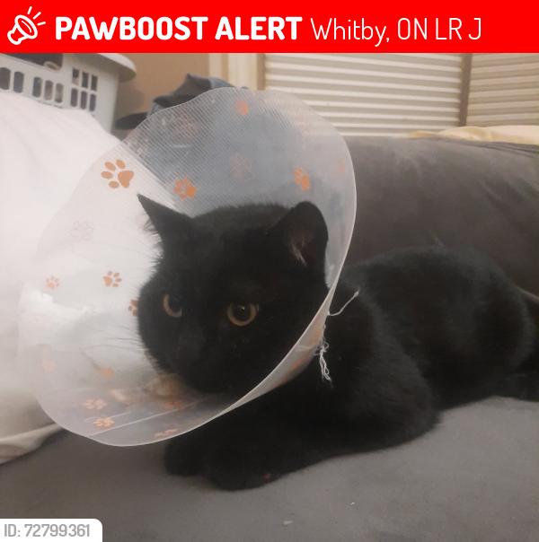 Lost Male Cat last seen Near Flint Crescent, Whitby, ON L1R 1J8
