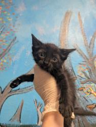 Shelter Stray Female Cat last seen Bexar County, New Braunfels, TX 78130