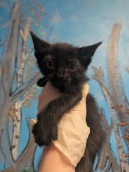 Shelter Stray Male Cat last seen Bexar County, New Braunfels, TX 78130