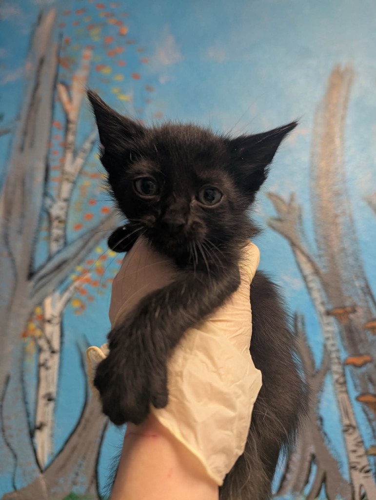 Shelter Stray Male Cat last seen Bexar County, New Braunfels, TX 78130