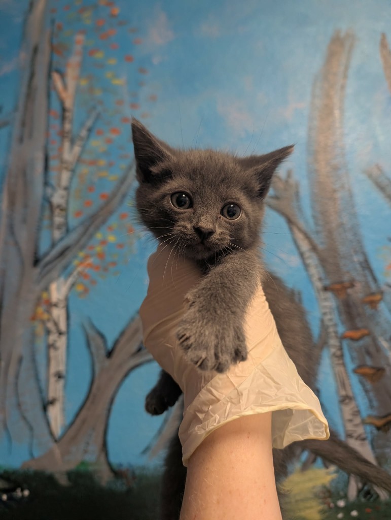 Shelter Stray Male Cat last seen Bexar County, New Braunfels, TX 78130
