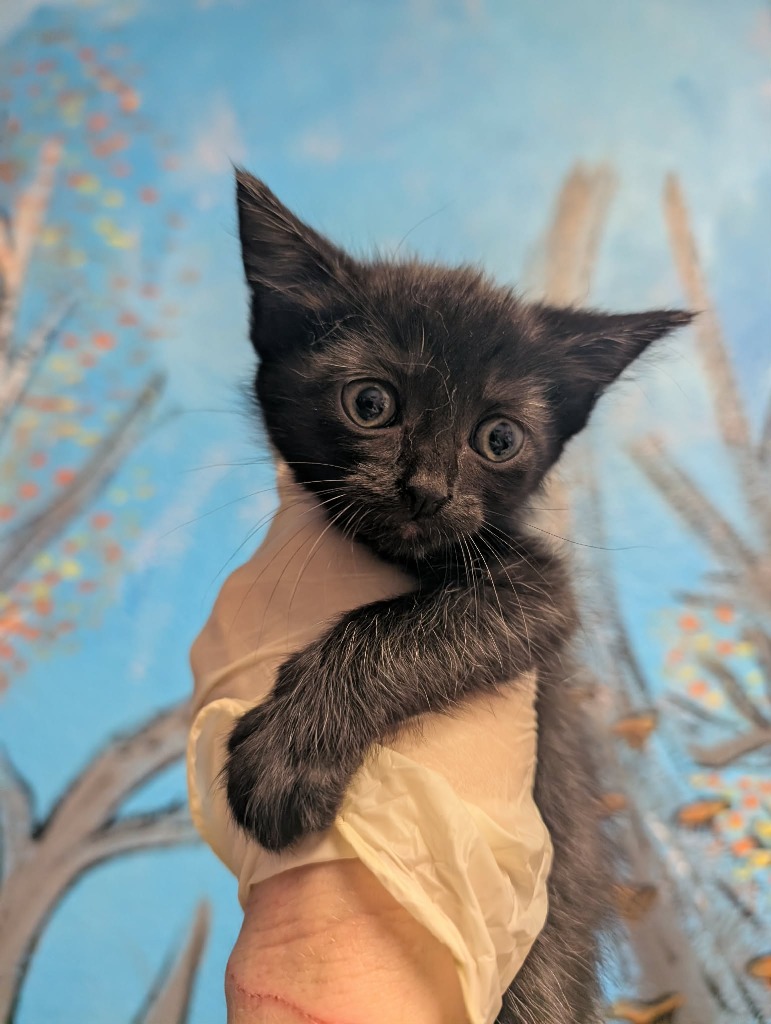 Shelter Stray Female Cat last seen Bexar County, New Braunfels, TX 78130