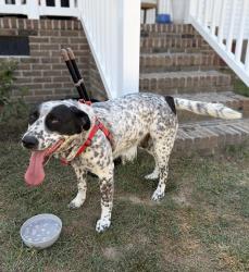 Found/Stray Male Dog last seen Near Dollar General on Lemon Springs Road, Sanford, NC 27332
