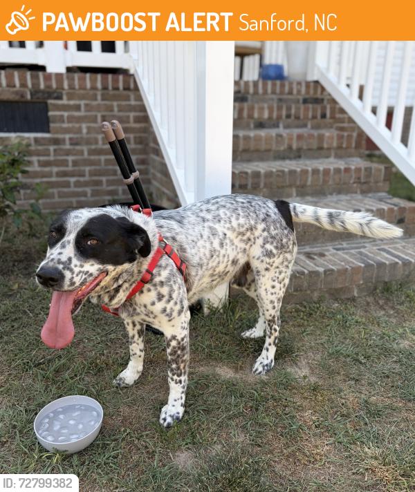 Found/Stray Male Dog last seen Near Dollar General on Lemon Springs Road, Sanford, NC 27332
