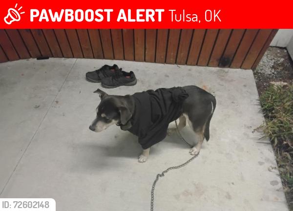 Lost Male Dog last seen 6th and Peoria Tulsa,ok 74120, Tulsa, OK 74120