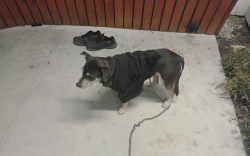 Lost Male Dog last seen 6th and Peoria Tulsa,ok 74120, Tulsa, OK 74120