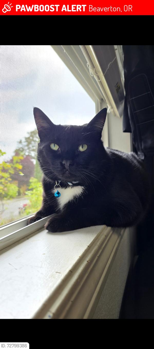 Lost Male Cat last seen Sw 161st dr into neighborhood , Beaverton, OR 97007