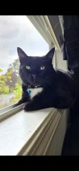 Lost Male Cat last seen Sw 161st dr into neighborhood , Beaverton, OR 97007