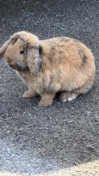 Found/Stray Unknown Rabbit last seen Ann Rd & N. Jones, Las Vegas, NV 89130