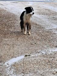 Found/Stray Unknown Dog last seen Amity and 5 Mile Rd, Boise, ID 83709
