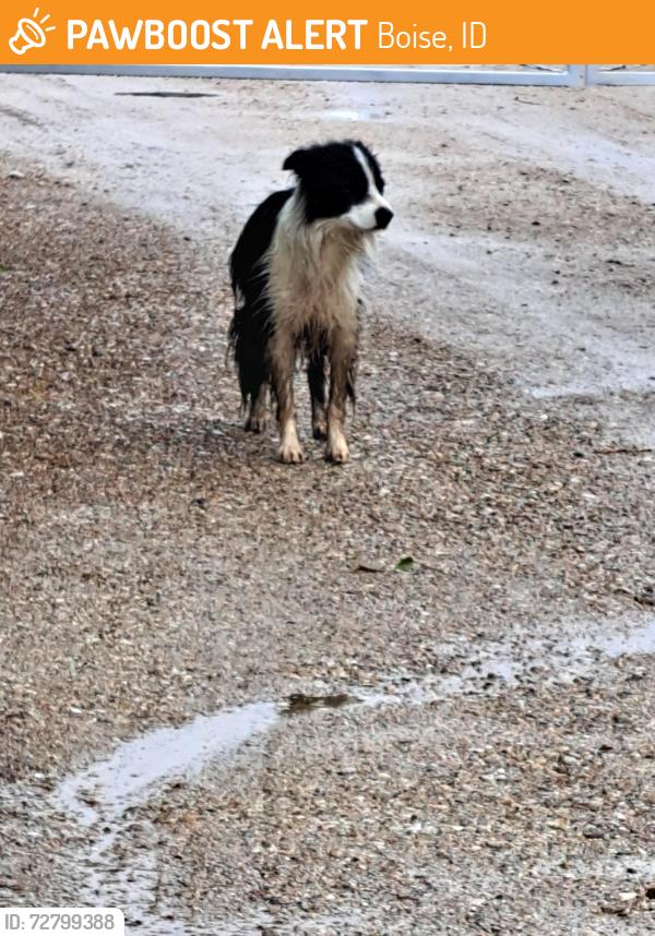 Found/Stray Unknown Dog last seen Amity and 5 Mile Rd, Boise, ID 83709