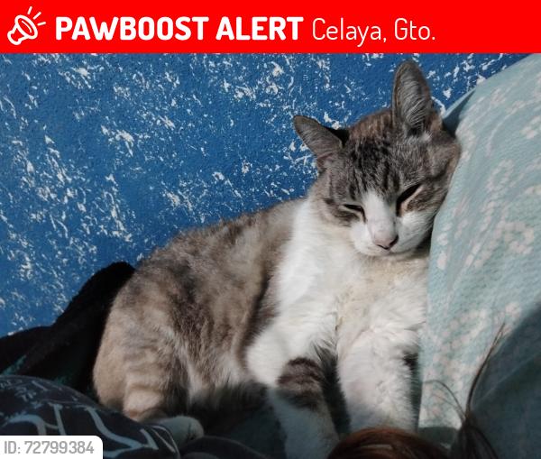 Lost Male Cat last seen Entre la Tercer privada de chihuahua y la Benito Juárez, Celaya, Gto. 38090