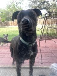 Shelter Stray Male Dog last seen W. SILVER SANDS DR, San Antonio, TX 78227