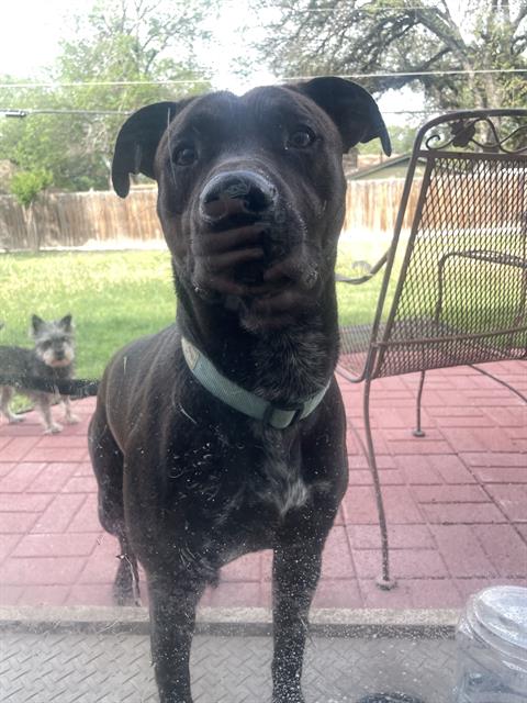 Shelter Stray Male Dog last seen W. SILVER SANDS DR, San Antonio, TX 78227