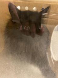 Shelter Stray Female Cat last seen Near BLOCK W 5620 S, TAYLORSVILLE UT 84129, Salt Lake City, UT 84120